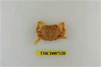 藏品(短刺伊氏蟹)的圖片